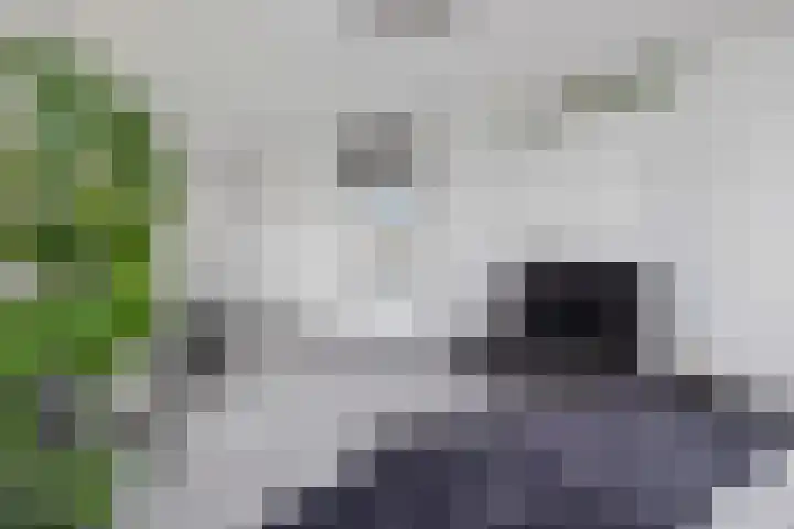 Perengaard 7 Spijkenisse thumbnail 26
