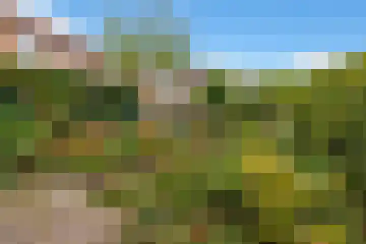 Perengaard 7 Spijkenisse thumbnail 34