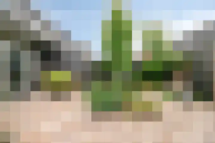 Perengaarde 74 Boskoop thumbnail 31