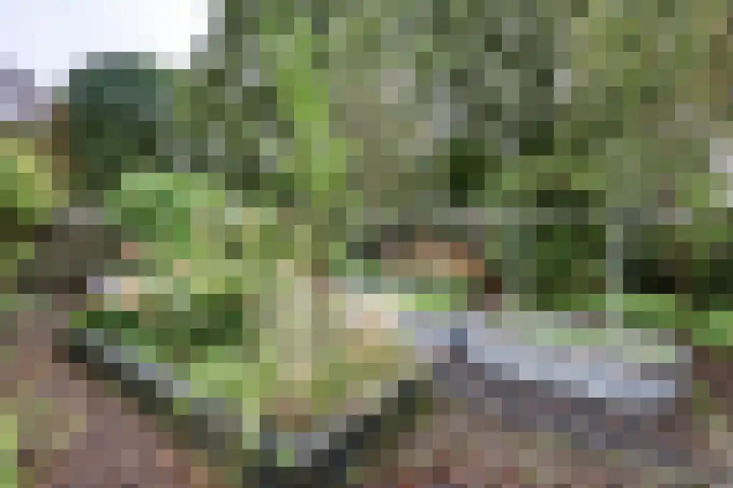 Perkenslag 13 Westerbork thumbnail 24