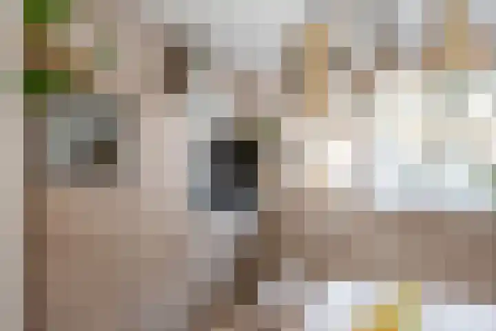 Perkstraat 48 Zevenhuizen thumbnail 10