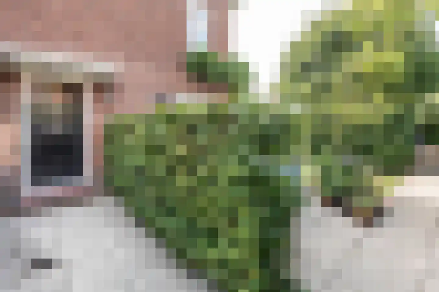 Pernambucolaan 15 Overveen thumbnail 53