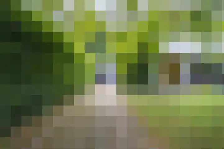 Pernambucolaan 6 a Overveen thumbnail 24