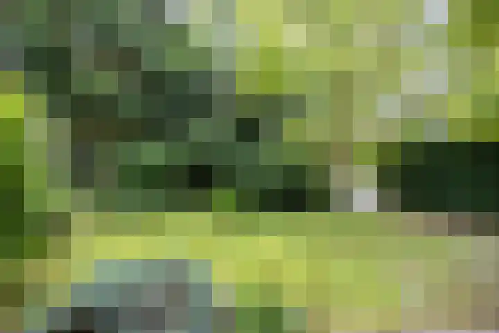 Pernambucolaan 6 a Overveen thumbnail 4