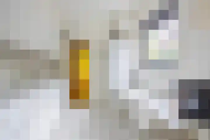 Pernambucolaan 6 a Overveen thumbnail 9