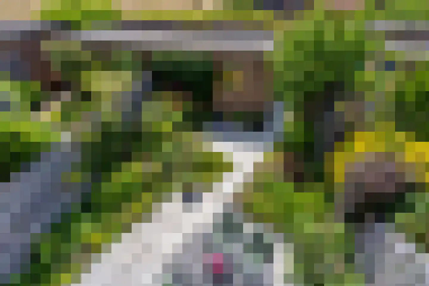 Perobahout 9 Zoetermeer thumbnail 33