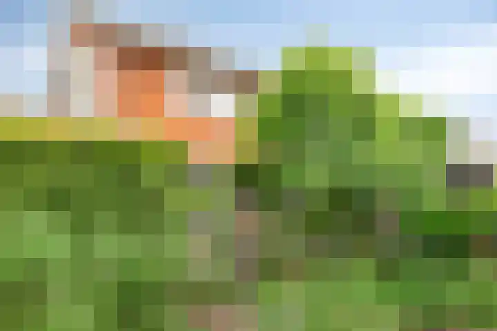 Perron 18 Gennep thumbnail 4