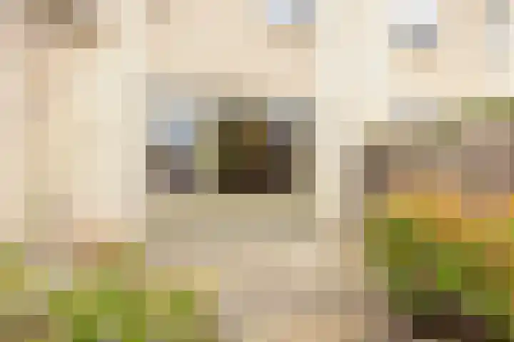 Persiuspad 12 Sittard thumbnail 29