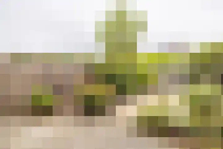 Persiuspad 12 Sittard thumbnail 31