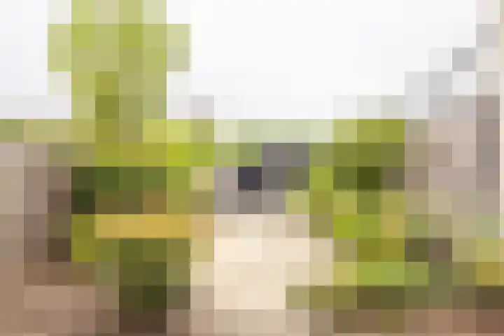 Persiuspad 12 Sittard thumbnail 32