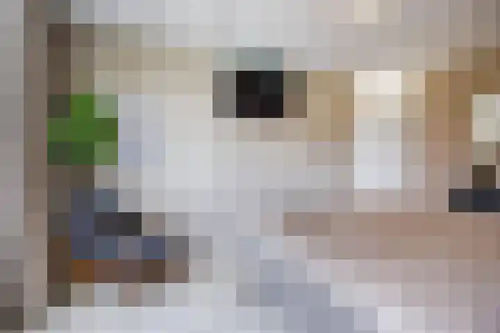 Perwijs 41 Zevenbergen thumbnail 24