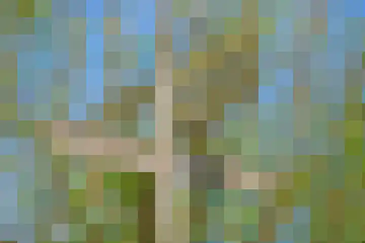 Pesaken 3 Gulpen thumbnail 15
