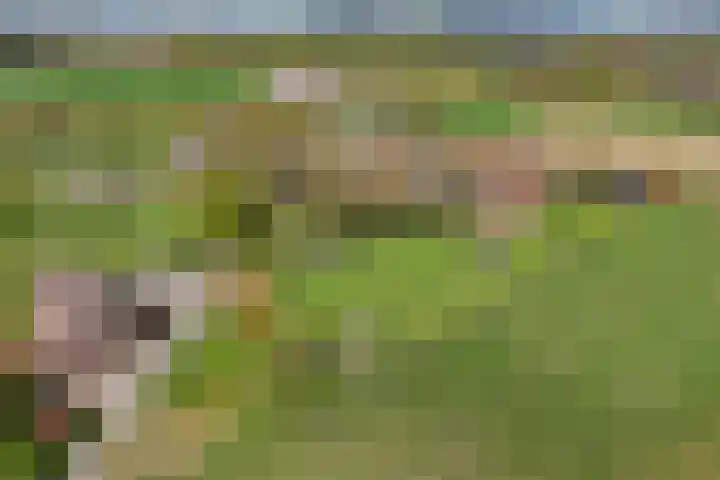 Pesaken 3 Gulpen thumbnail 16