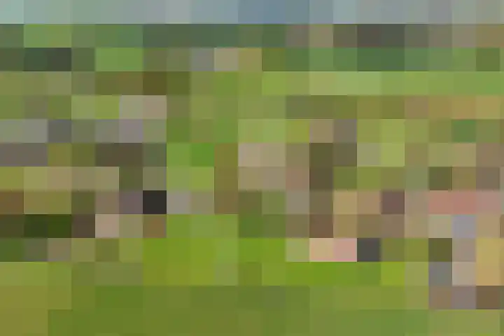 Pesaken 3 Gulpen thumbnail 17