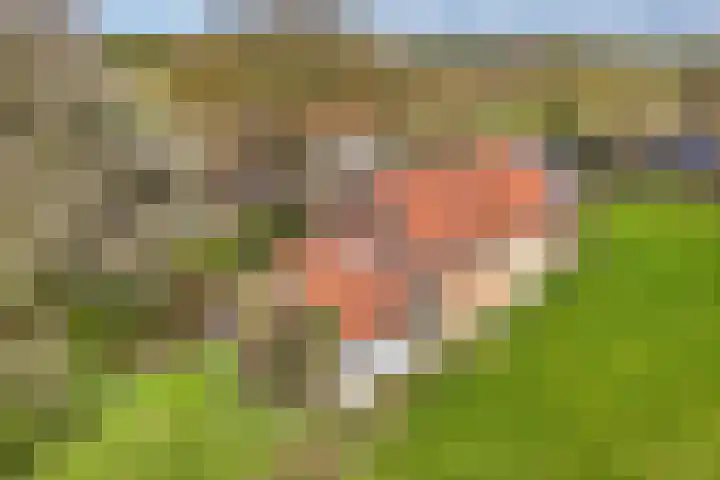 Pesaken 3 Gulpen thumbnail 19