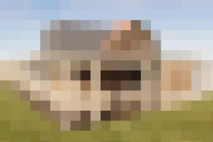 Pesaken 3 Gulpen thumbnail 21