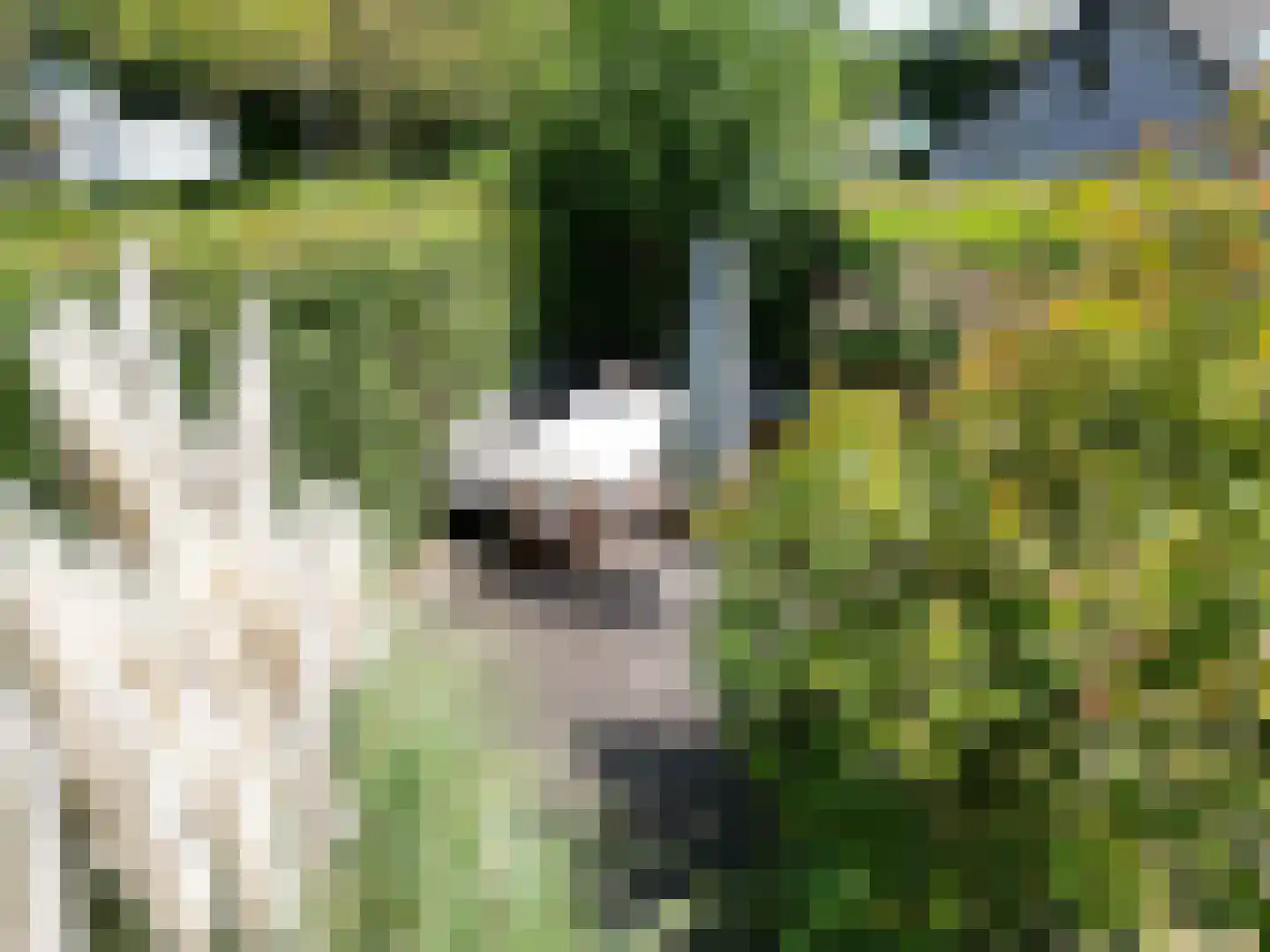 Pèse Schorre 32 Cadzand thumbnail 34