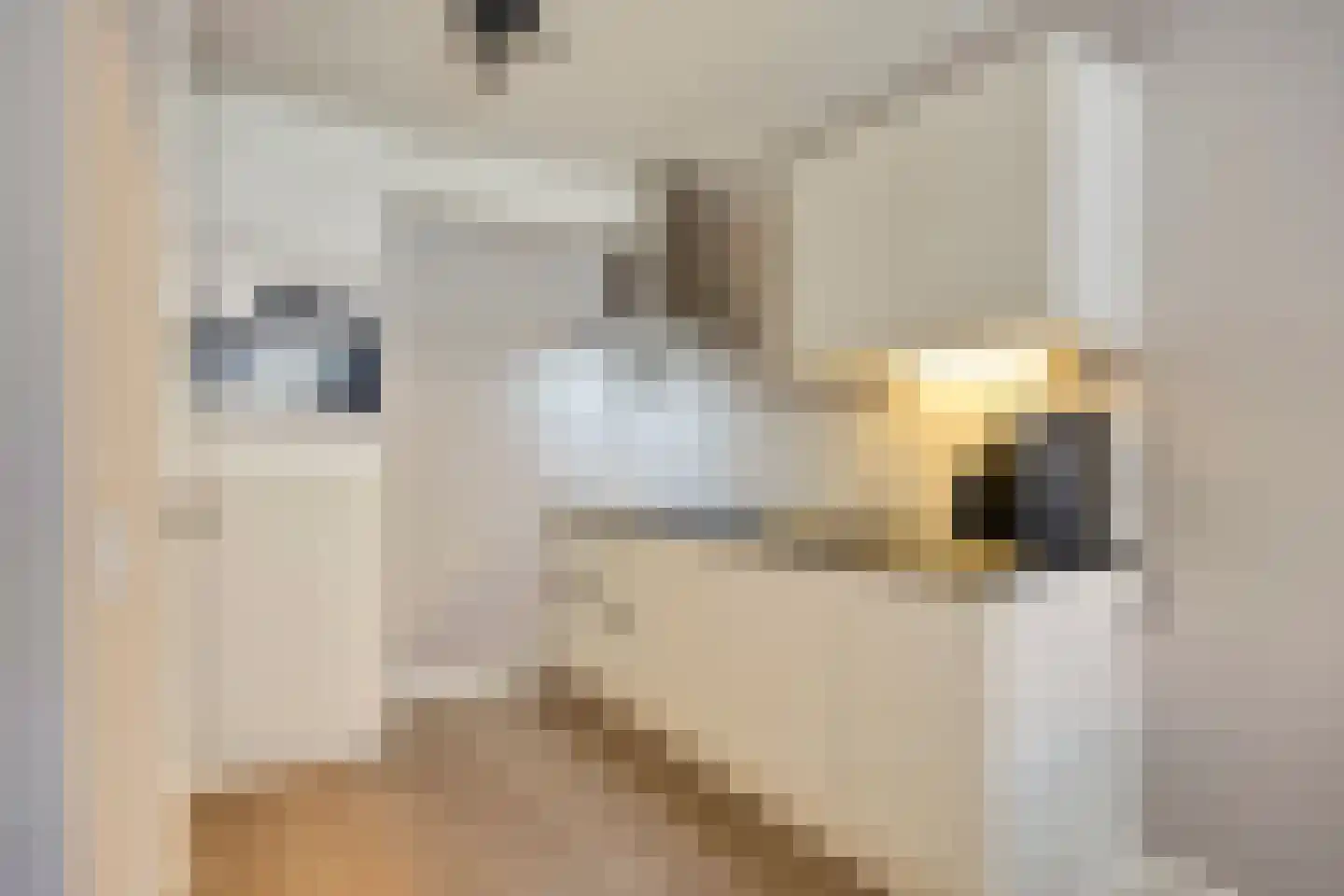 Pessershof 77 Geldrop thumbnail 5