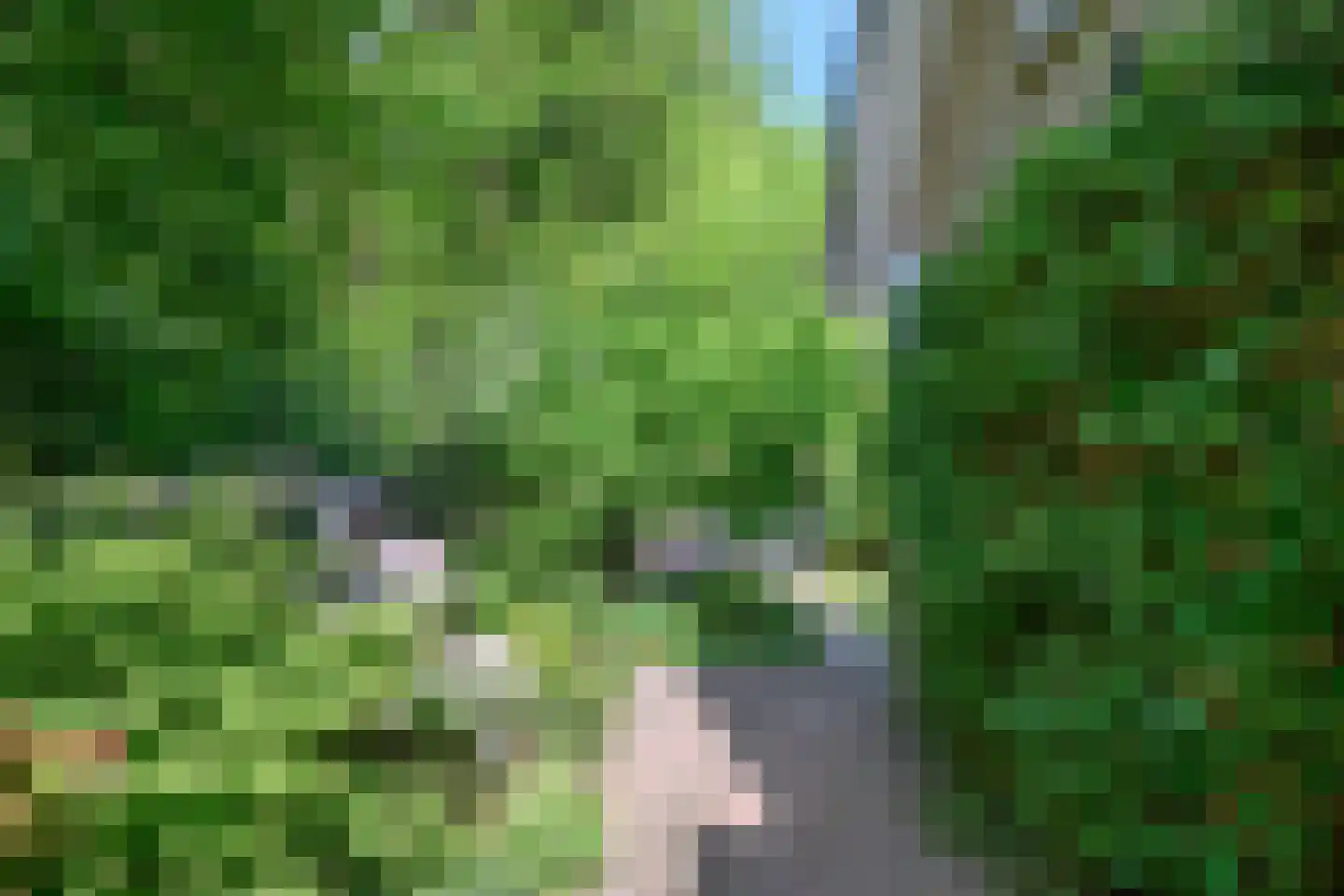 Peter van Anrooylaan 37 Dieren thumbnail 38