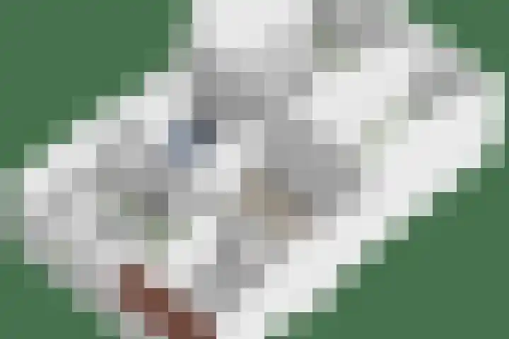 Peter van Anrooystraat 18 Deventer thumbnail 43