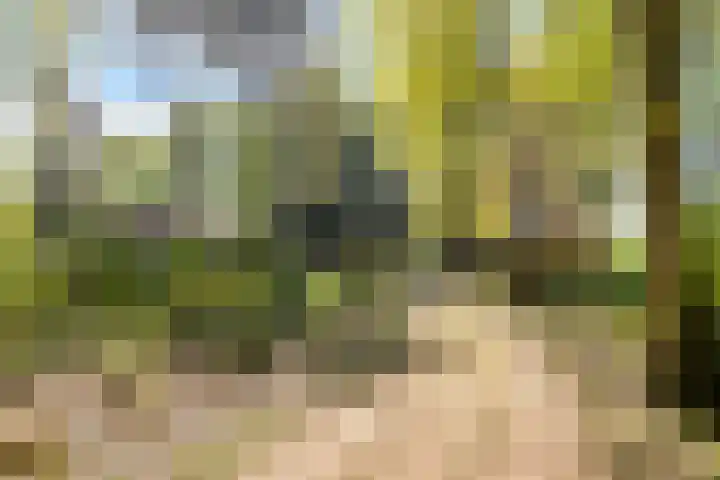 Petersdijk 2 Zelhem thumbnail 65