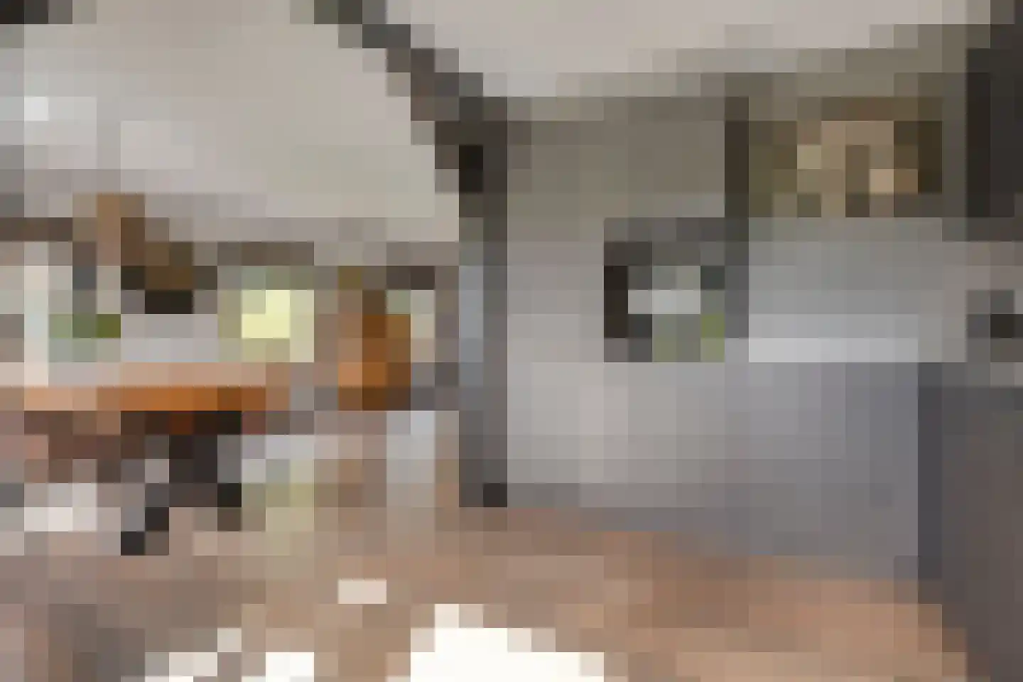 Petersdijk 3 Zuna thumbnail 16