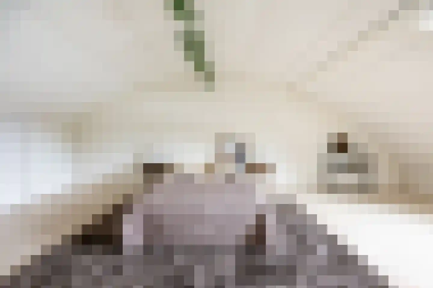 Petrus Planciusstraat 12 Haarlem thumbnail 32