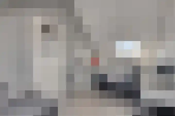 Petrus Planciusstraat 23 Veenendaal thumbnail 23