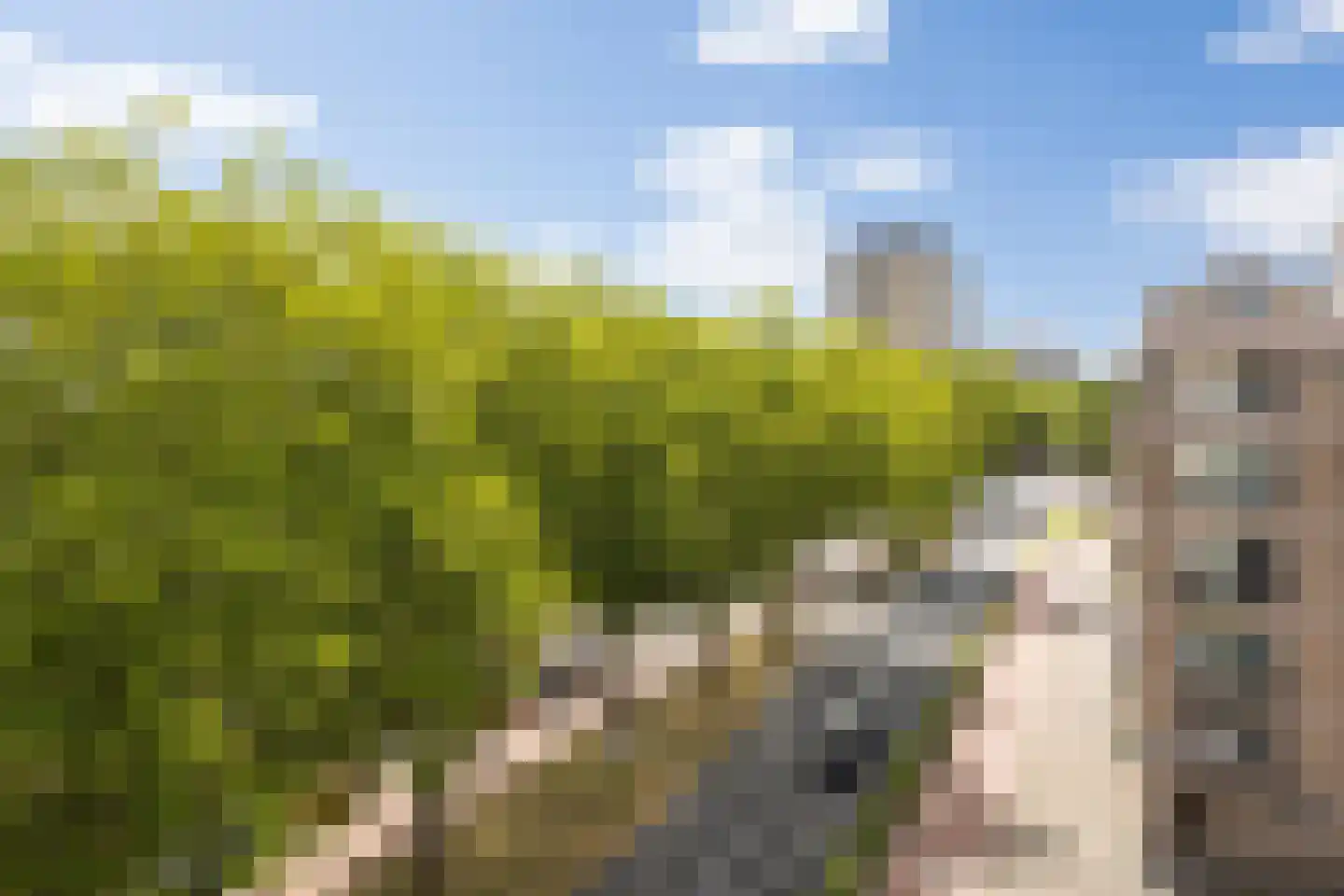 Pettelaarseweg 155 's-Hertogenbosch thumbnail 23