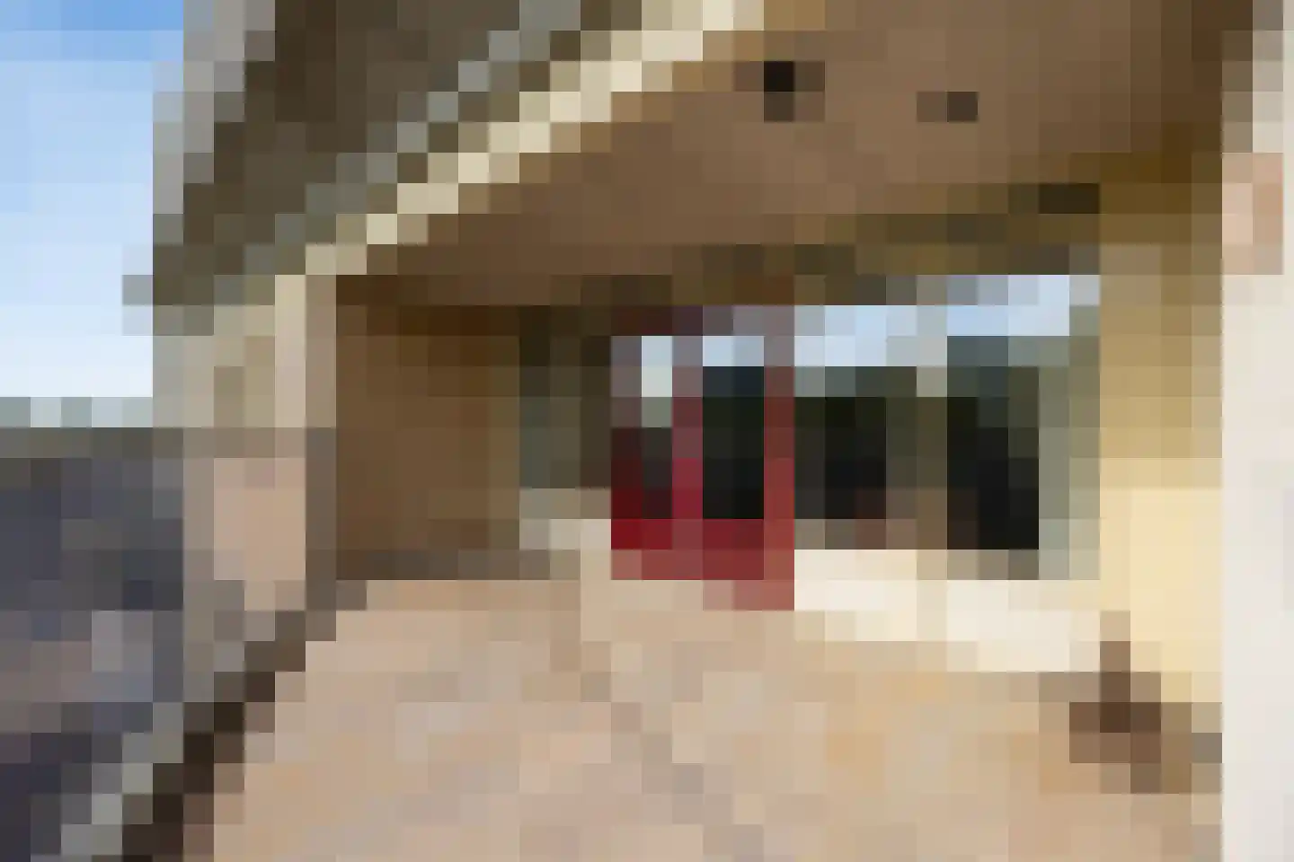 Pettelaarseweg 367 's-Hertogenbosch thumbnail 31