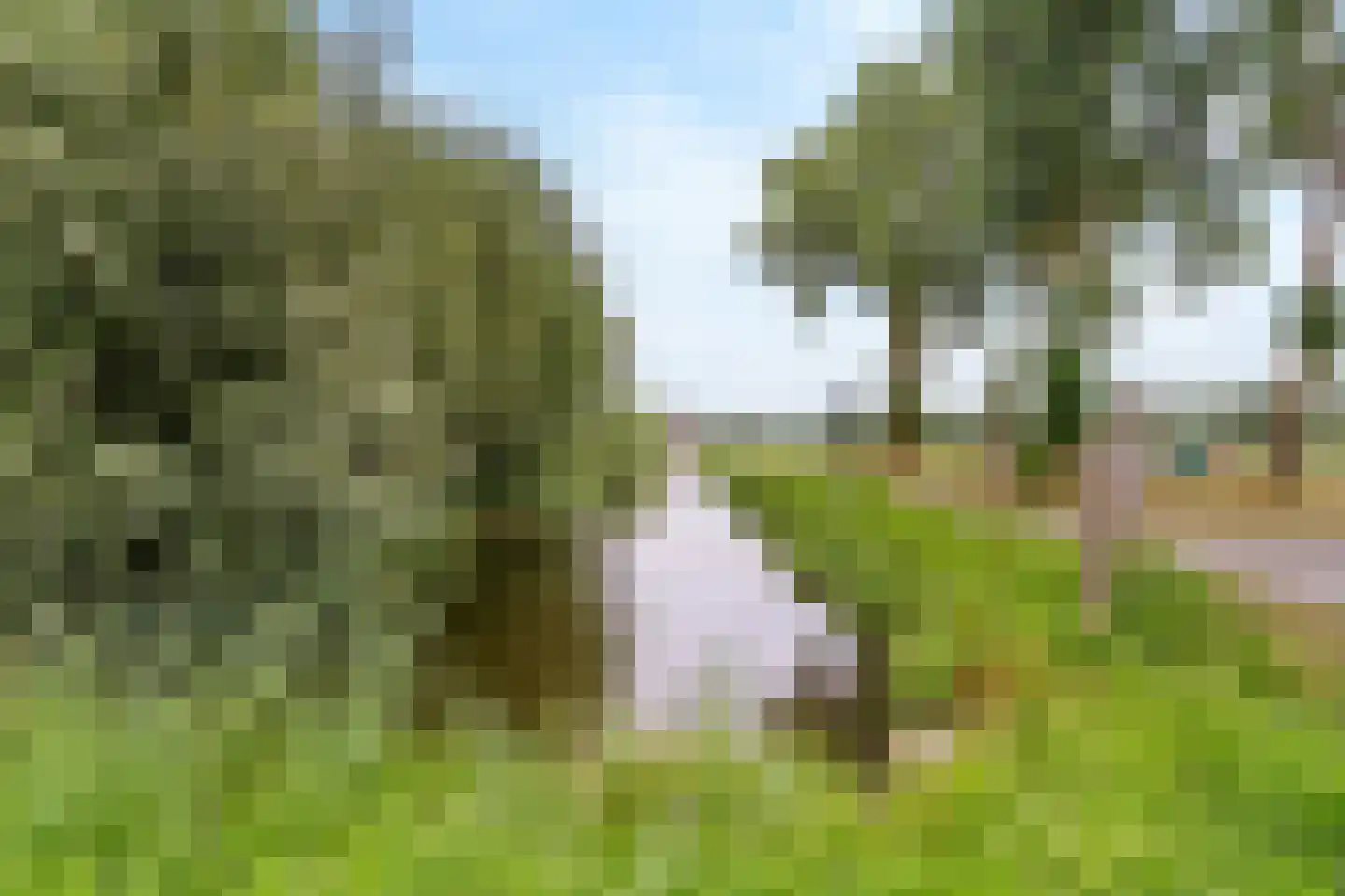 Petuniadal 5 Leiden thumbnail 32