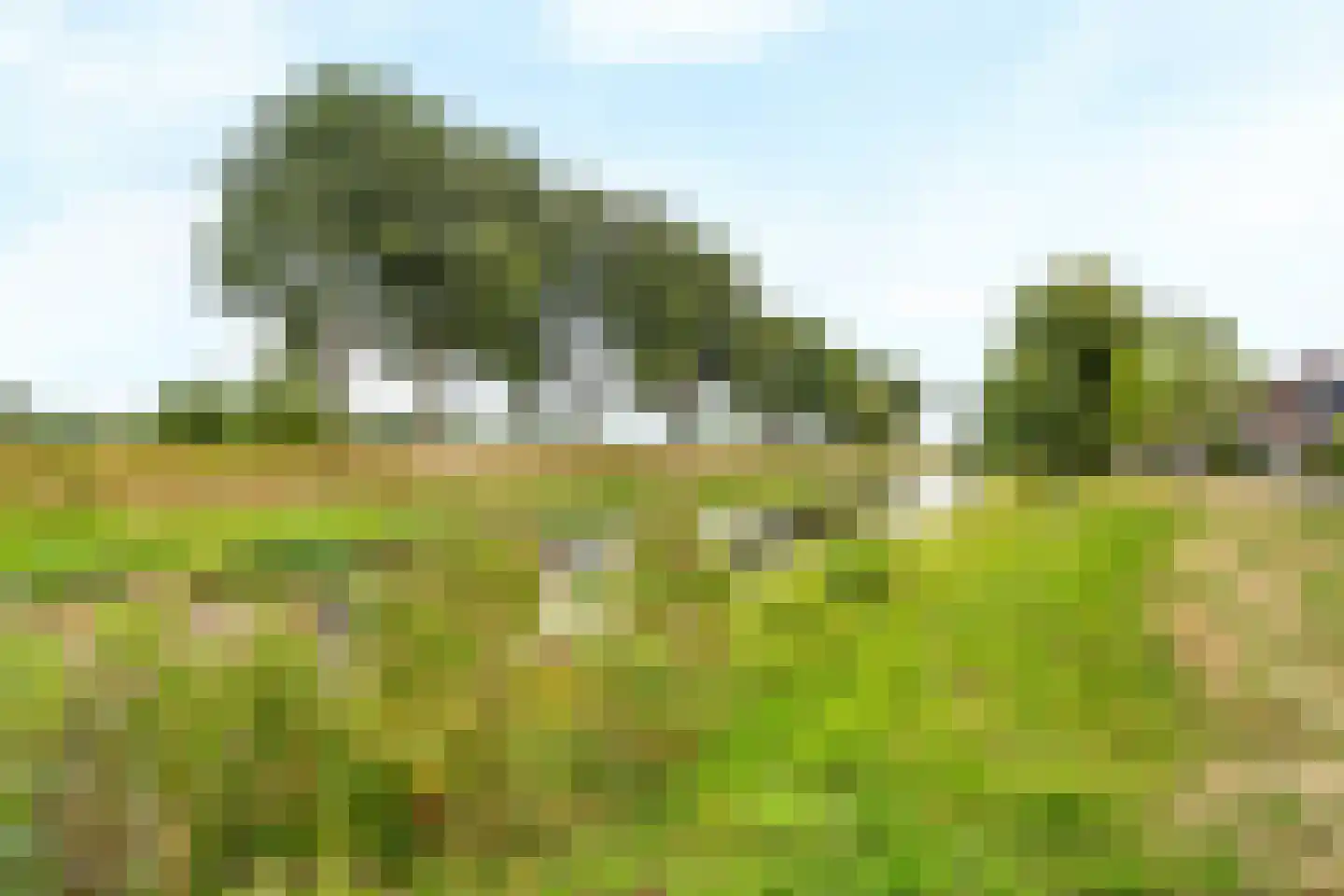 Petuniadal 5 Leiden thumbnail 33