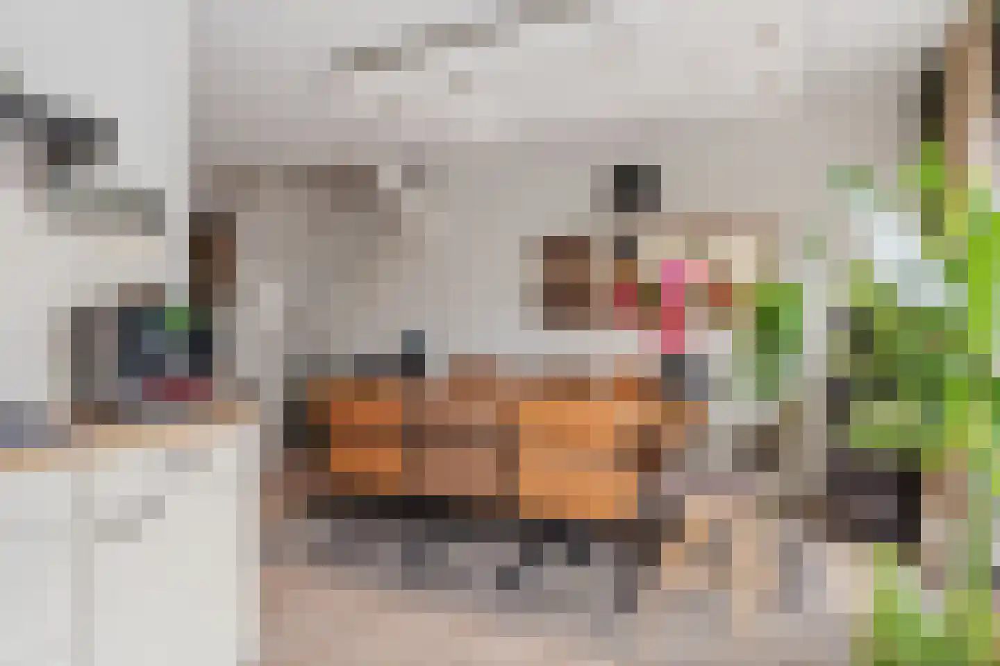 Petuniadal 5 Leiden thumbnail 9