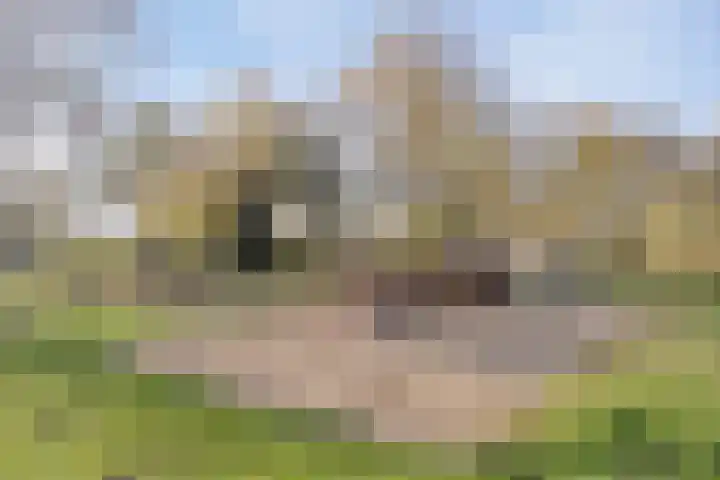 Petuniastraat 30 Rosmalen thumbnail 32