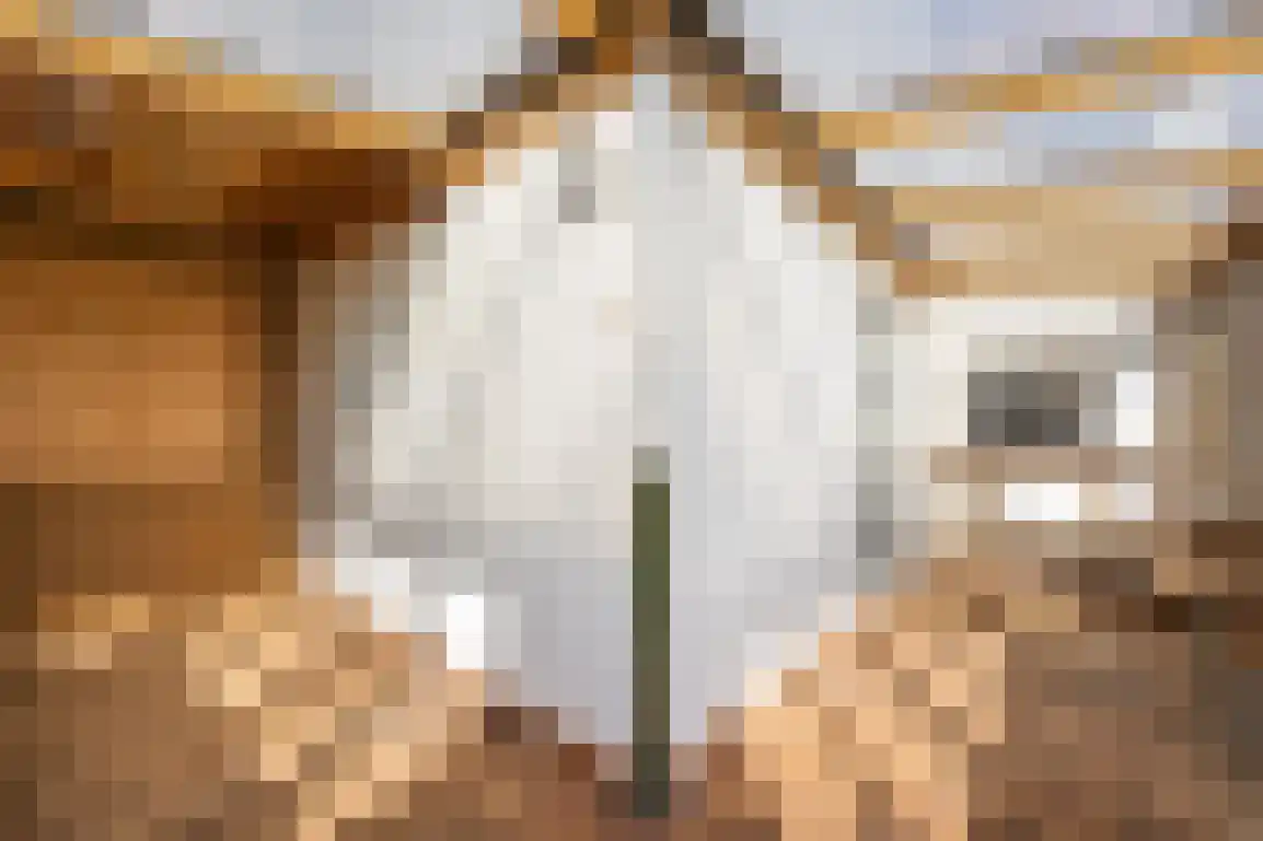 Peuterdijk 44 Herkingen thumbnail 25