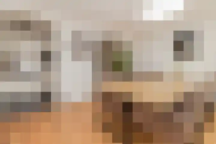 Peutzstraat 31 Heerlen thumbnail 17