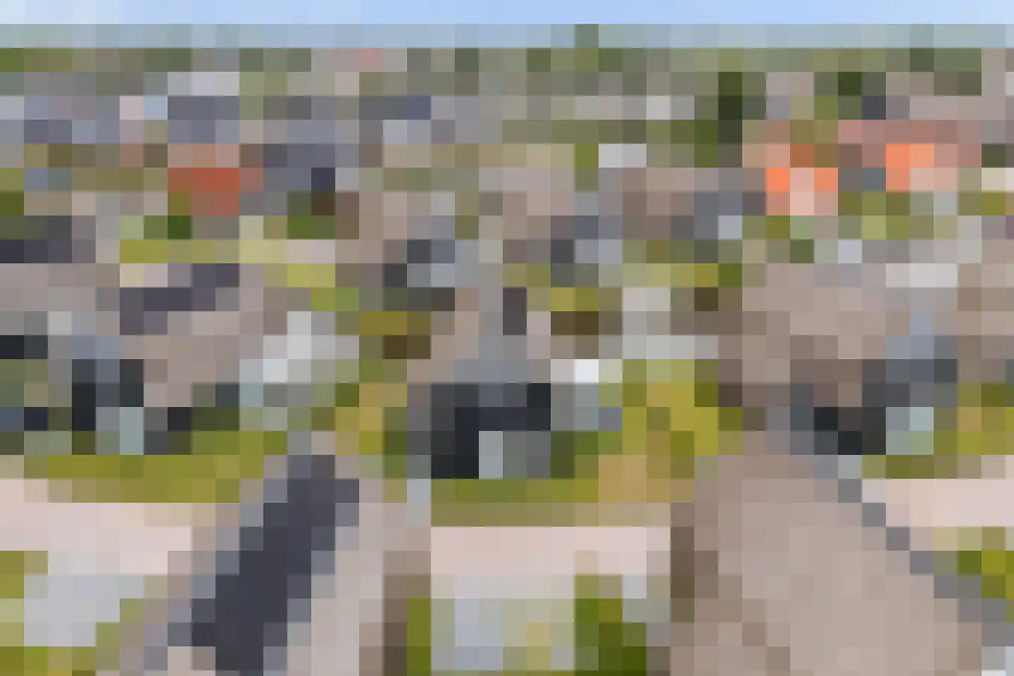 Pharshoeke 33 Heeg thumbnail 64