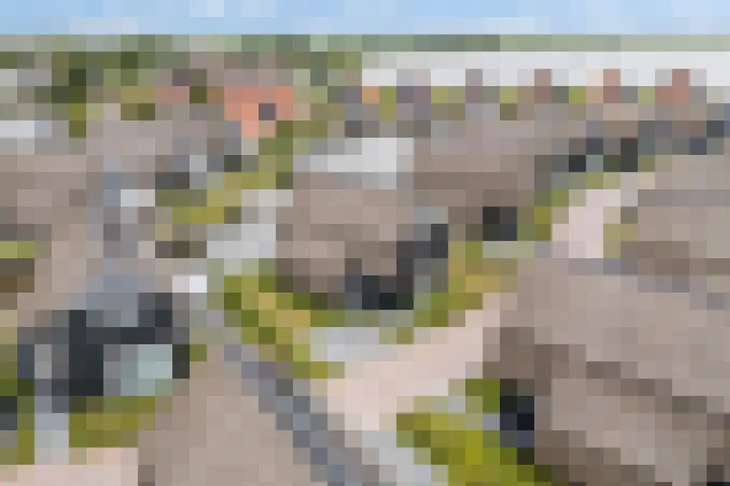Pharshoeke 33 Heeg thumbnail 65