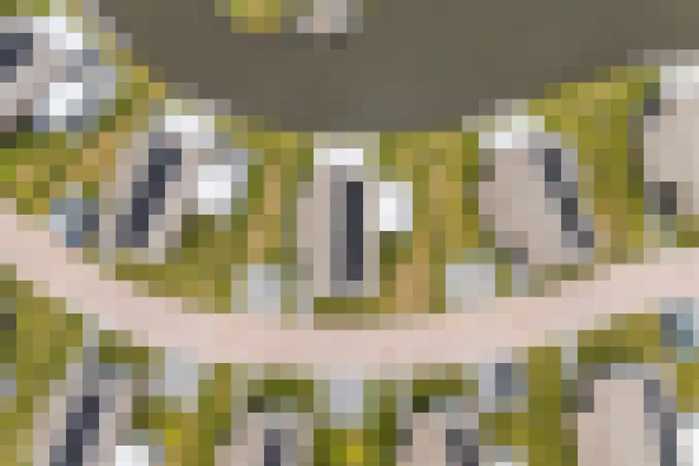 Pharshoeke 33 Heeg thumbnail 70
