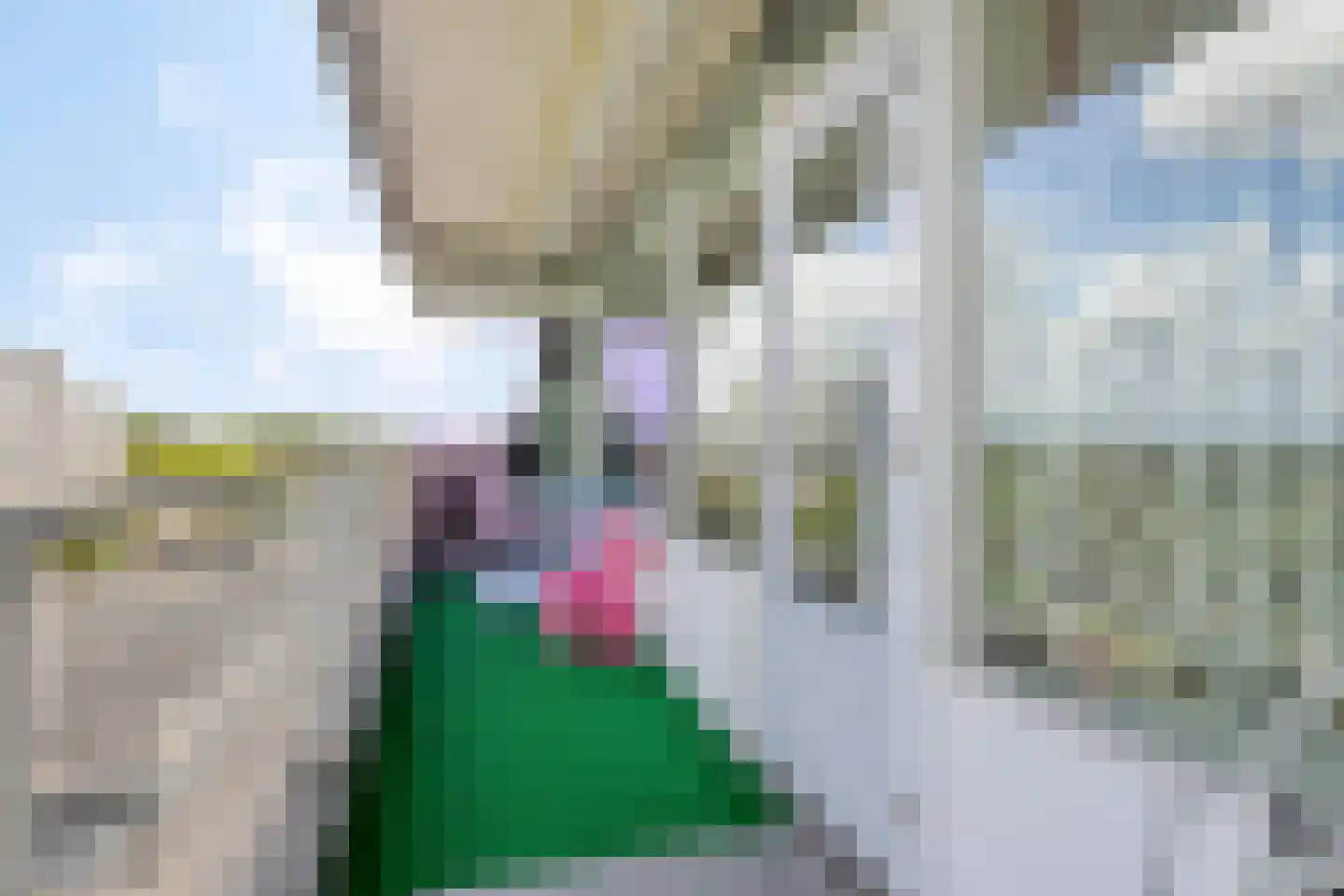 Pharus 208 Zaandam thumbnail 16