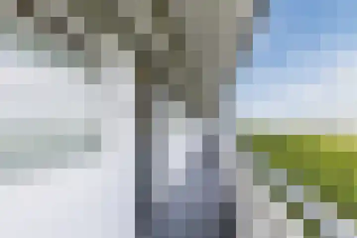 Pharus 252 Zaandam thumbnail 26