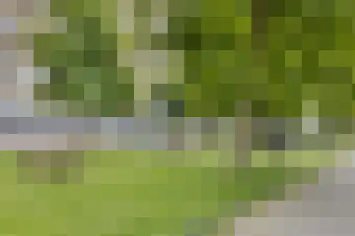 Pharus 292 Zaandam thumbnail 28