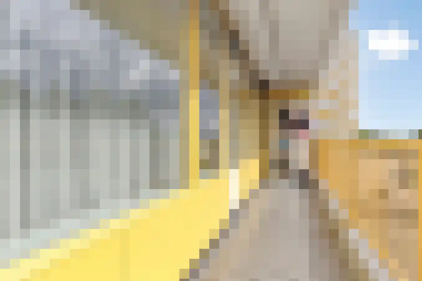 Pharus 41 Zaandam thumbnail 7