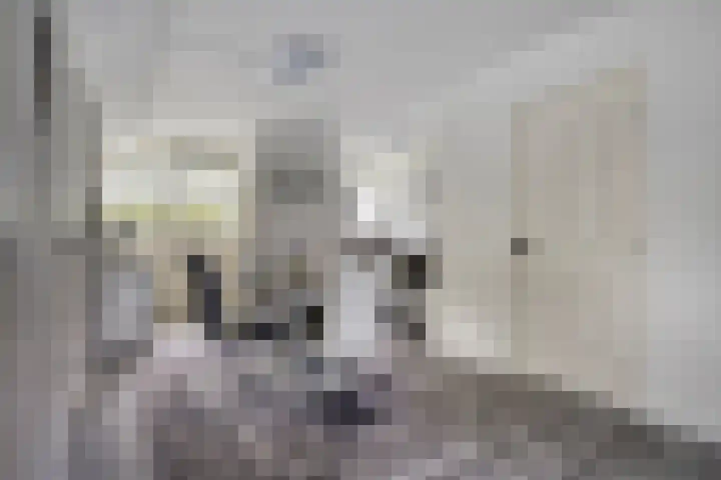 Pharus 45 Zaandam thumbnail 15