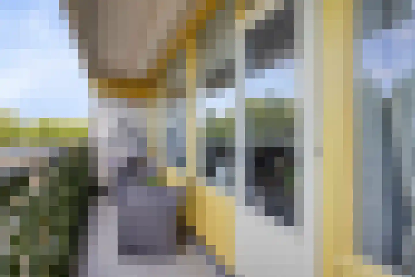 Pharus 45 Zaandam thumbnail 30