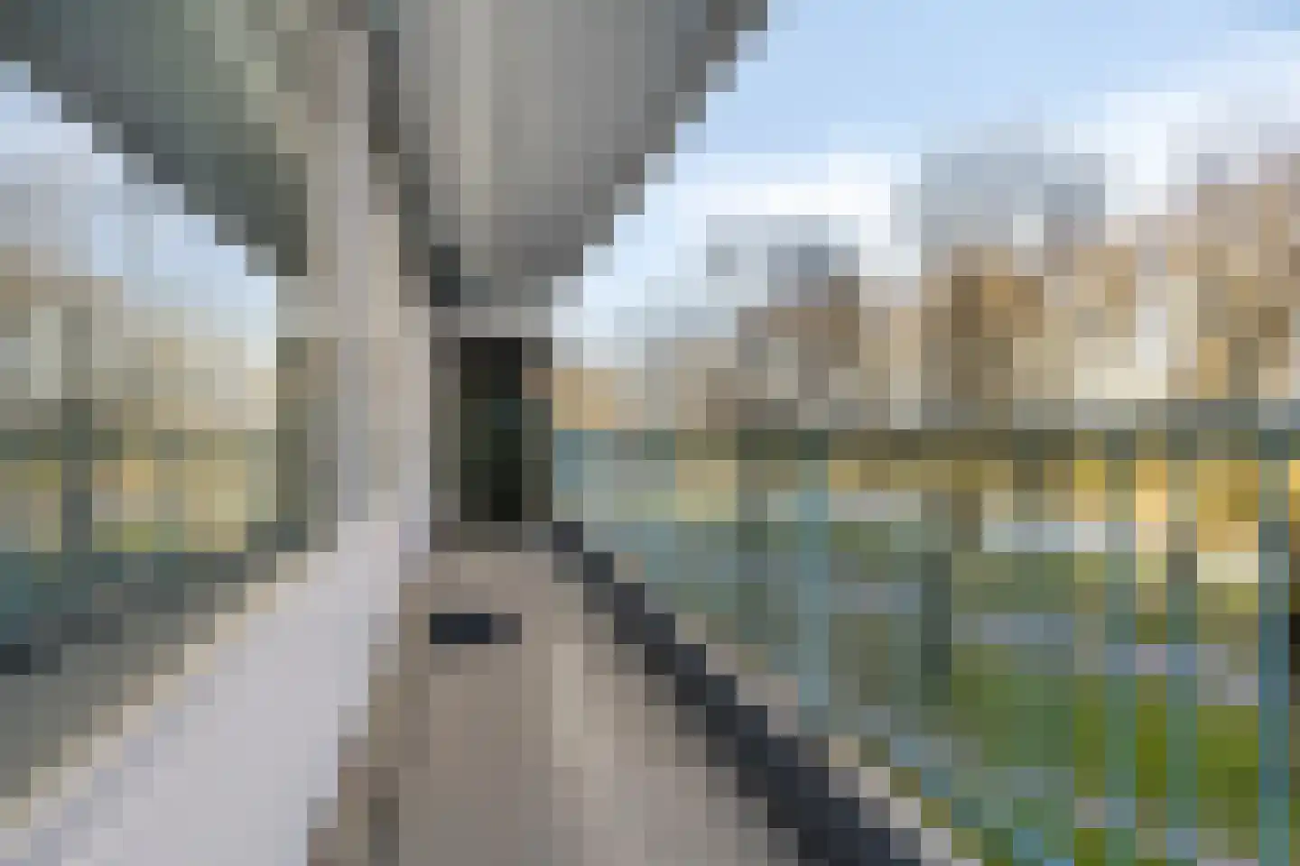 Pharus 73 Zaandam thumbnail 34