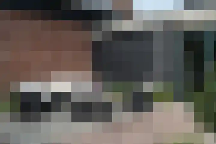 Pheiferbuorren 6 Eanjum thumbnail 38