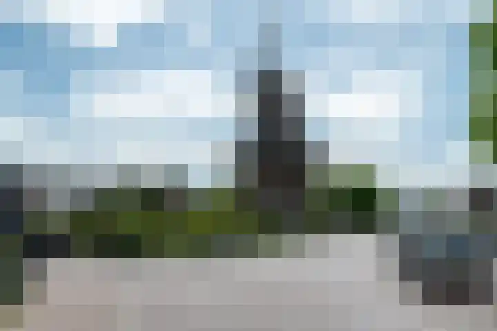 Pheiferbuorren 6 Eanjum thumbnail 44