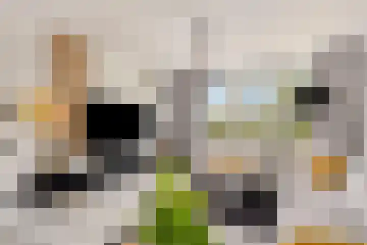 Philips Lammekensstraat 10 Breda thumbnail 9