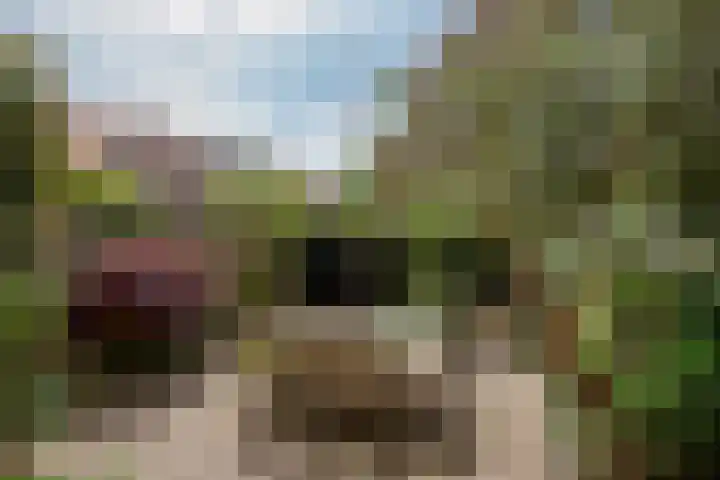 Phloxplein 8 Den Haag thumbnail 10